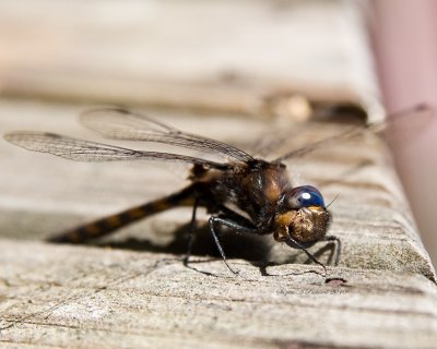  Close up Dragonfly