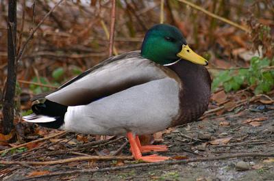 g3/95/398095/3/52899261.duck18.jpg