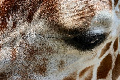 g3/95/398095/3/54035166.july4giraffeclose.jpg