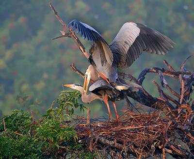 Martin's herons, edited by Tam