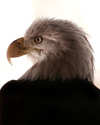g3/95/398095/3/54592556.Eagleeyers.jpg