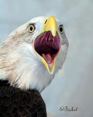 g3/95/398095/3/54787827.EagleIMG_8828640.jpg