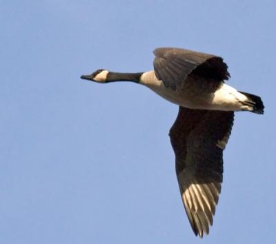 Canadian Goose in Flight
