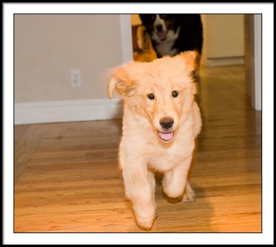 Dory Running