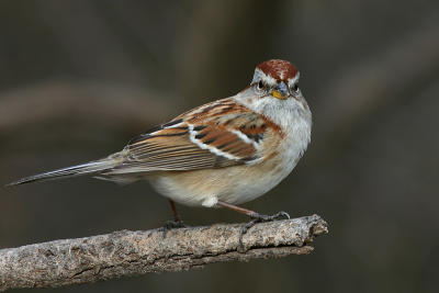 sparrow