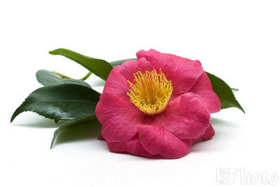 Pink Camellia-2.jpg