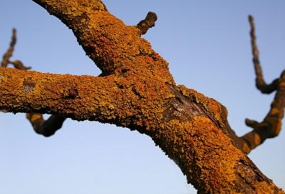 Crusty Sunset Branch