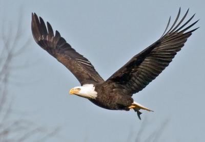 Soaring Bald Eagle at Conogowingo Dam