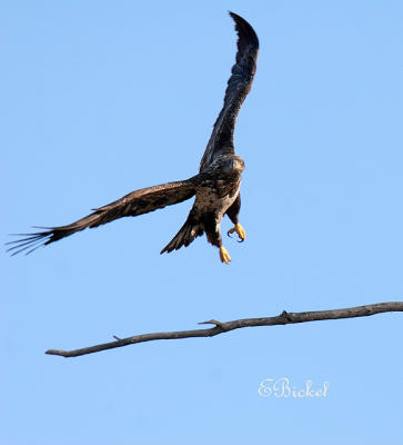 landing Juvenile Bald Eagle