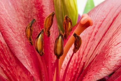Close-up to Lily