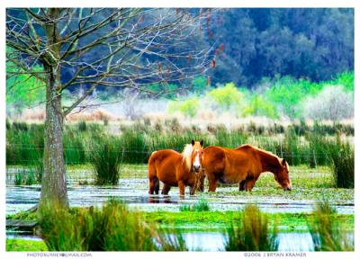 Horses in pond