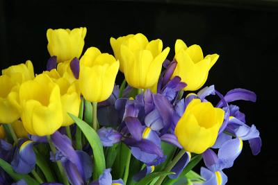 Tulips and irises