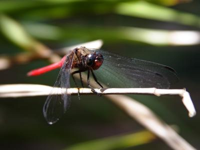 Male Bog Skimmer