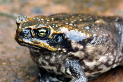 Cane Toad_2153.jpg