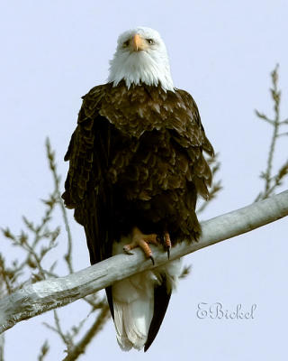 American Bald Eagle