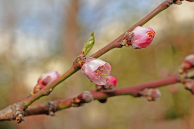 First Peach Blossoms