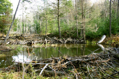 Beaver Dam