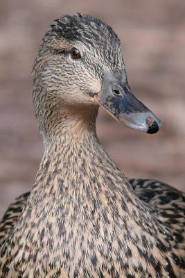 Female Mallard