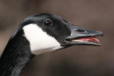 Goose.JPG