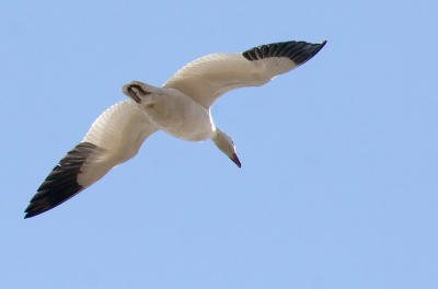 SnowGooseinFlight