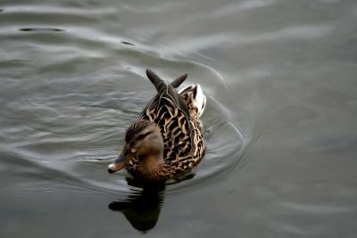 Female Duck March 06.jpg