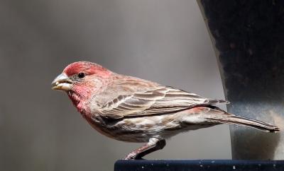 House Finch