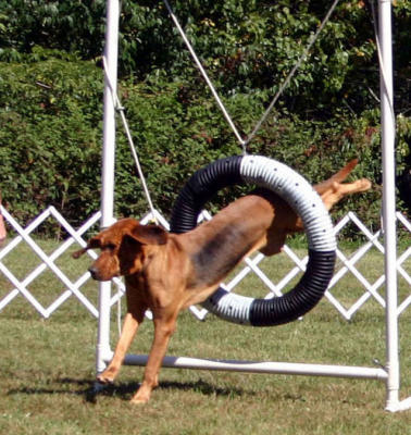 Agility Bloodhound