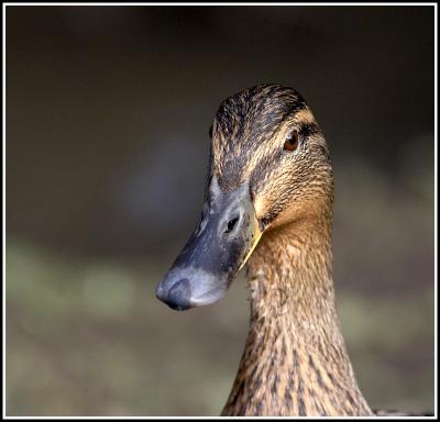 Does my beak look big in this?
