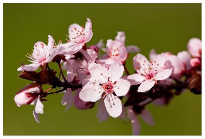 Spring Blossoms