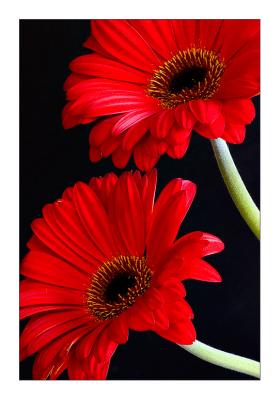 Red Gerberas