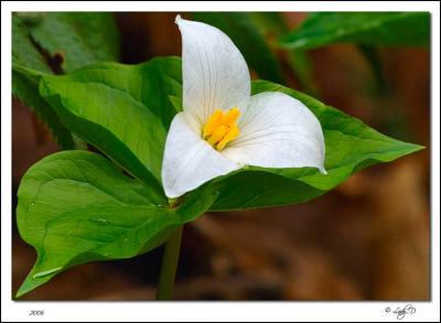 Trillium Ovatum