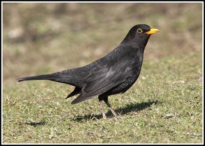 Male blackbird