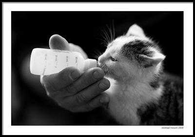 Feeding the Kitten