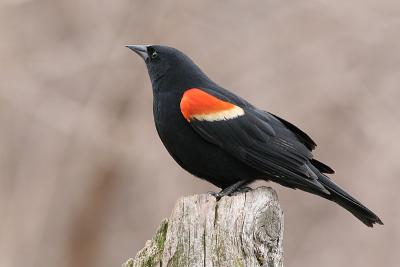 Red-Winged Blackbird