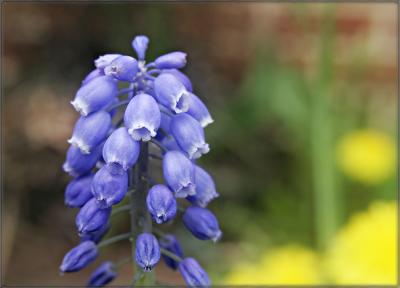 blue bell-like flower