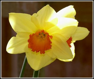 Late daffodils