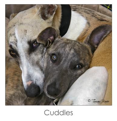 Cuddles by Tamara