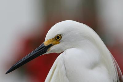 Snowy Egret