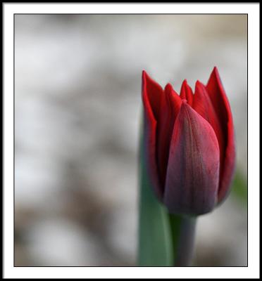 apr 20 Red Tulip