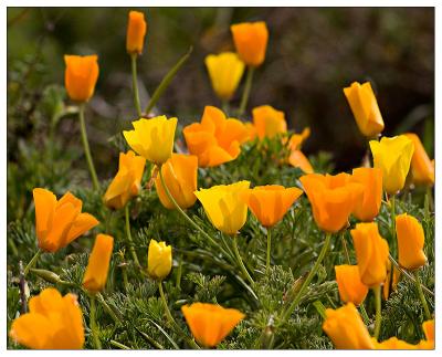 California Poppies