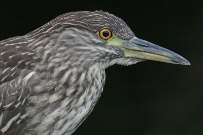 Juvenile Black Crowned Night Heron