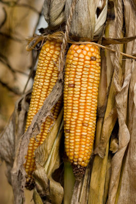 Orange Corn