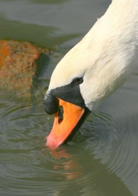 Swan