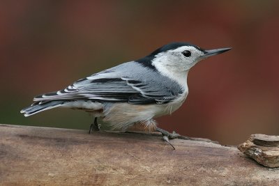 White-breasted Nuthatch