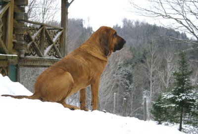 Bloodhound in Winter