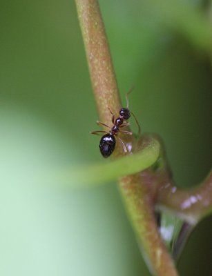 tiny ant