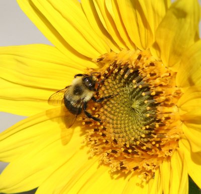 Bumble  Bee