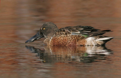 Northern Shoveller - Male