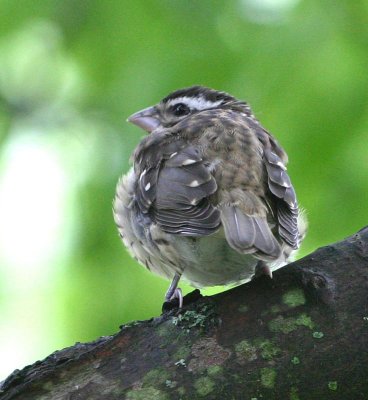 Young Sparrow ...