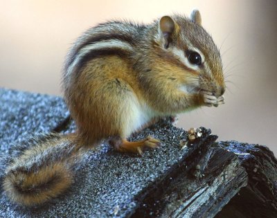 Chipmunk